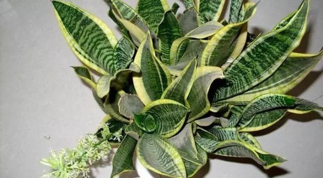 浇水|虎皮兰长得慢，只要做到1点，窜芽20个，叶片蹭蹭长，又多又茂盛