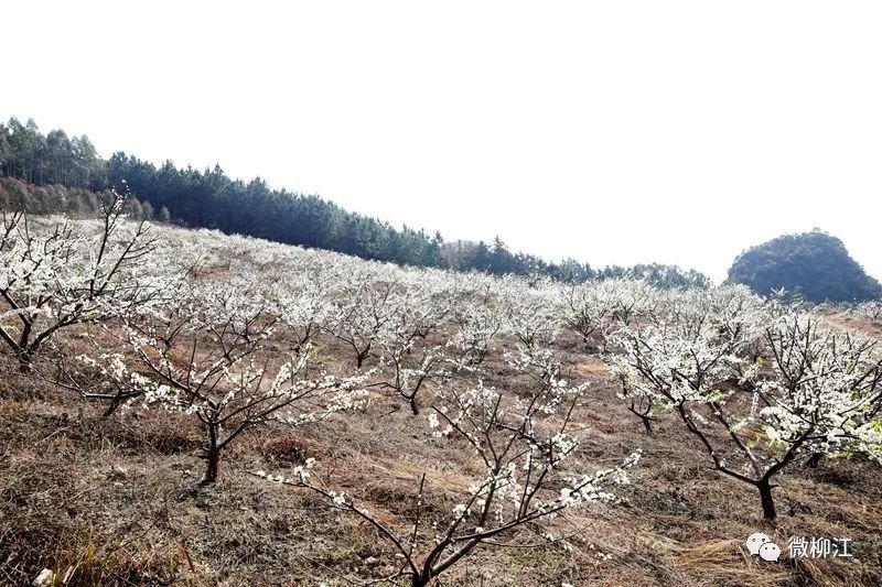 当今世界|速来！打卡柳江新“雪海”，惊艳你的朋友圈