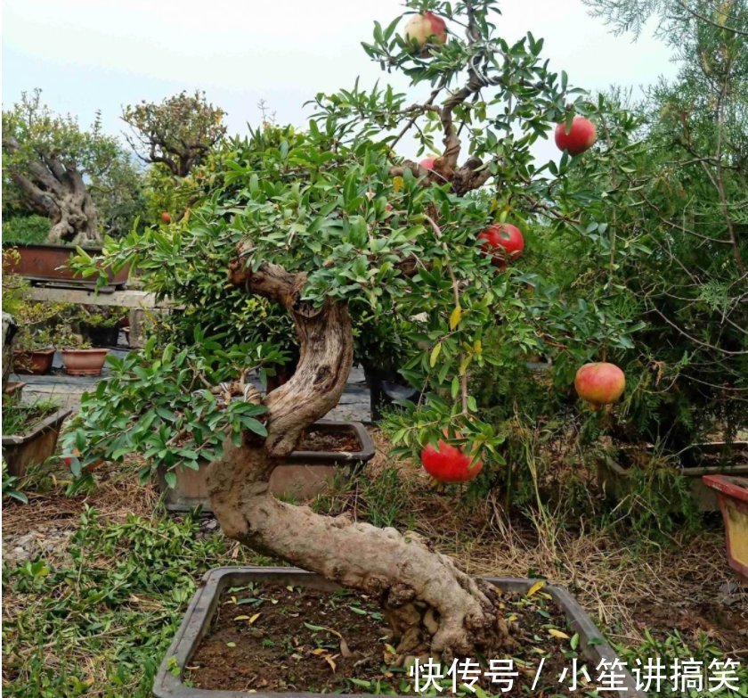盆栽|盆栽石榴模样土?少了修剪这一步,咔嚓咔嚓,高大上