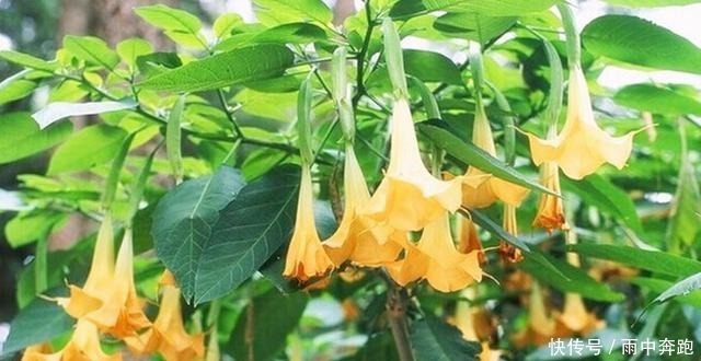 秘密武器|这种秘密武器比刀剑都厉害, 凡中招的人都无力反抗, 任由别人摆布!