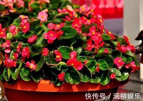 四季海棠养一盆,最擅长开花,注意这几点,开花不间断