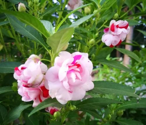 凤仙花，除了染指甲，还有很多作用，少有人知道