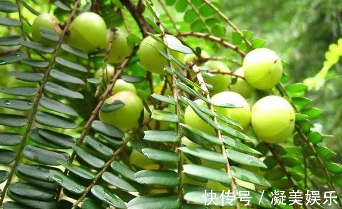 清热解毒|立秋后,每晚当零食吃一把,清热解毒,咳嗽不咳,常吃不显老