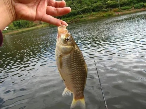 野钓调漂思路详解,了解这些,不愁钓不到鱼!