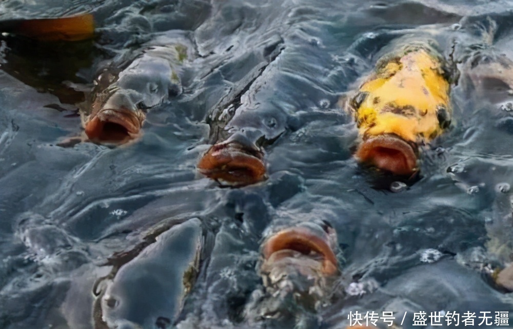 用这几种窝料诱鱼快、留鱼更久，鱼群来了赶都赶不走——盛世三渔