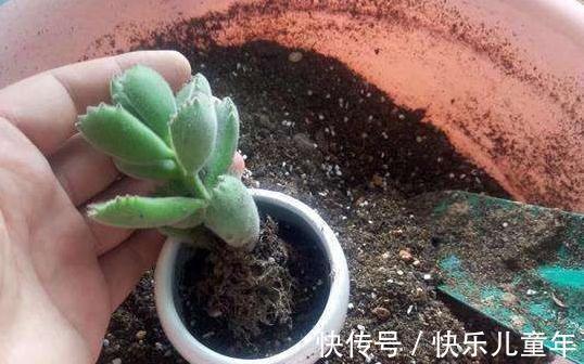 多肉总是烂根黑腐,教你4招小技巧,再也不用担心养多肉了