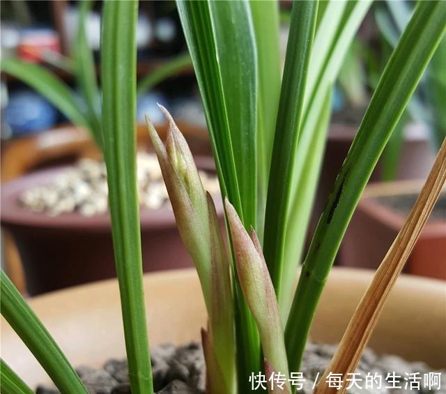 厨房这1料,养兰“特有效”,一洒一喷,兰花生根快,新芽蹿不停!