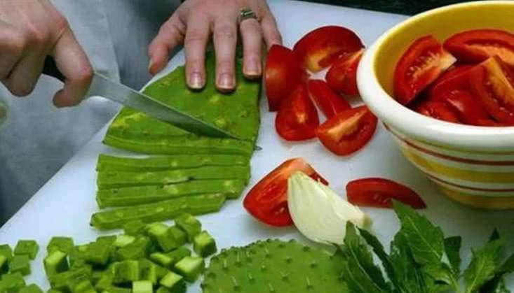 仙人果|仙人掌高10米,开黄花,挂红果,长成几十年的树,太霸气了