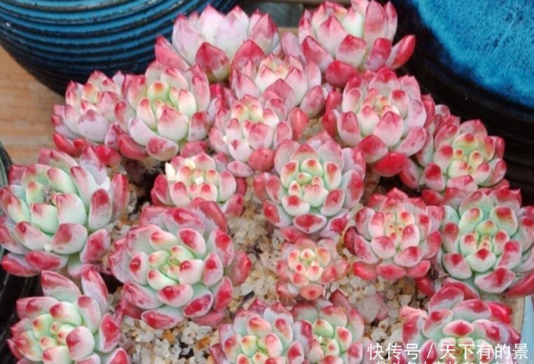 用塑料小黑方来养多肉并不是不可以,但它的优劣性你得先知道