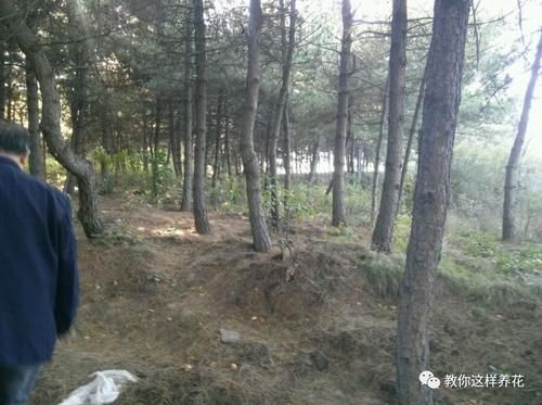 腐叶土|自制4种营养土,再也不板结烂根,大白根能挤破盆!