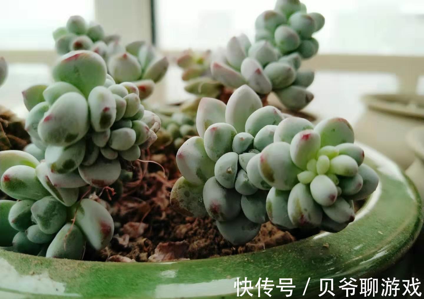 多肉劳尔冬天怎么养，做好这三点，也能红润饱满香味浓