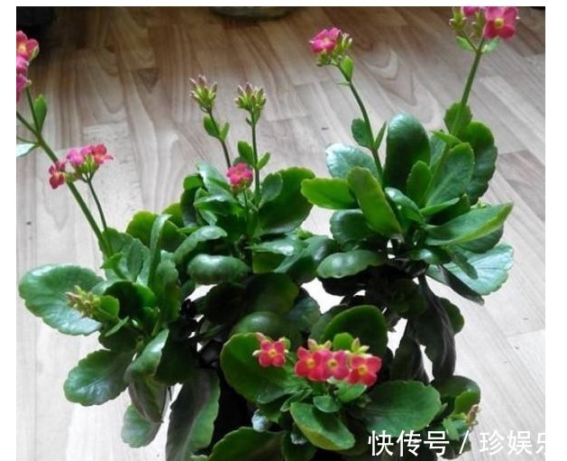 想要长寿|想要长寿花多开花,老妈往盆里埋个它,花苞蹭蹭窜,不用管也爆盆