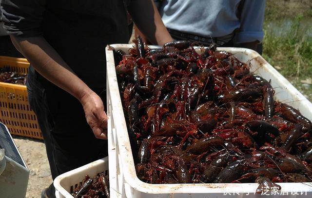 钓友|钓友“破口大骂”,放生也得讲德,不是什么东西都可以放生