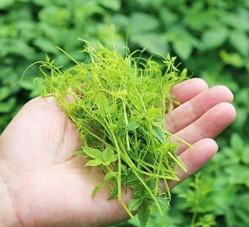 中年|生长在路旁,曾是开荒的拦路虎,殊不知是“南方人参”,名贵药材