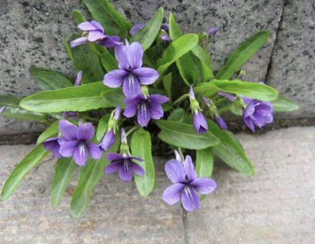 山坡下、树林里,生长着1种“紫花地丁”,少有人留意,却珍贵!