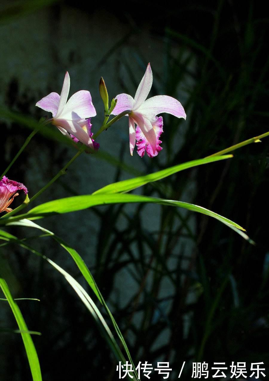 硫酸亚铁|兰花喜欢“三垃圾”,土里埋一点,不烂根猛窜芽,爆出一圈大花苞