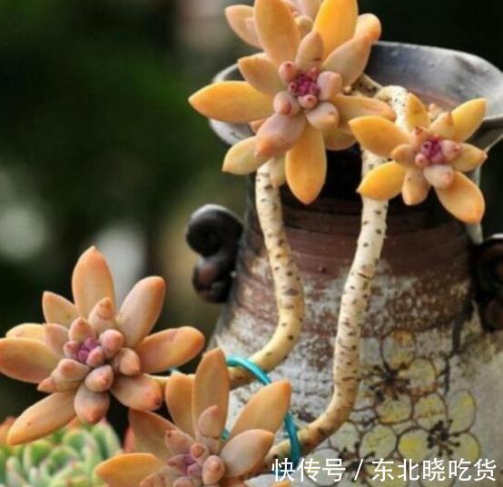 烂根|花盆又高又深怎么养多肉,方法来了,不烂根颜值高