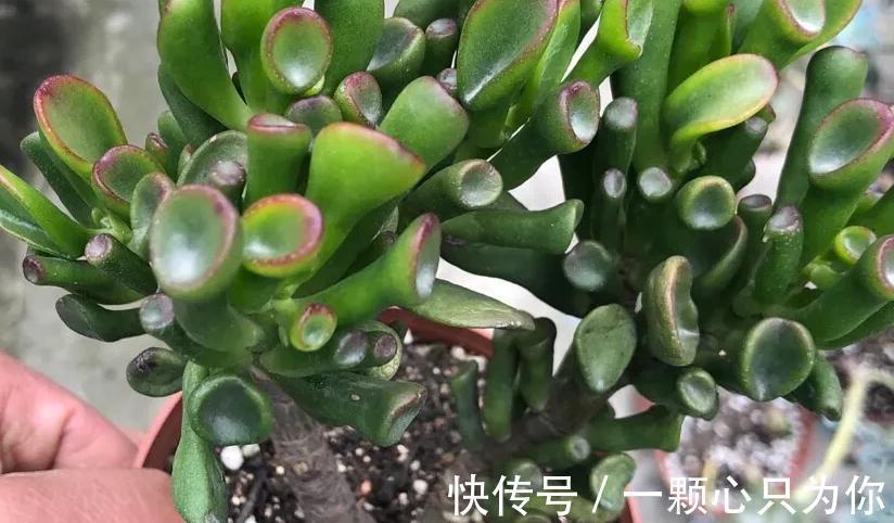 盘点10种容易度夏多肉,随便养,随便选,总有几款适合你