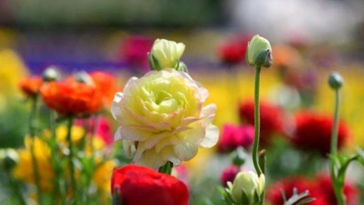 芹菜花|开花最香的4种花，家里养一盆，开花多、长得快，花团锦簇