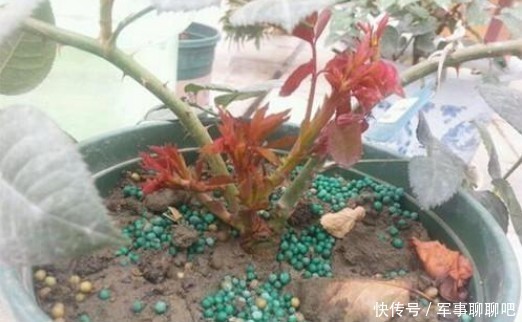 无霜冻地区|南方地区月季花小苗修剪复壮,你做对了吗
