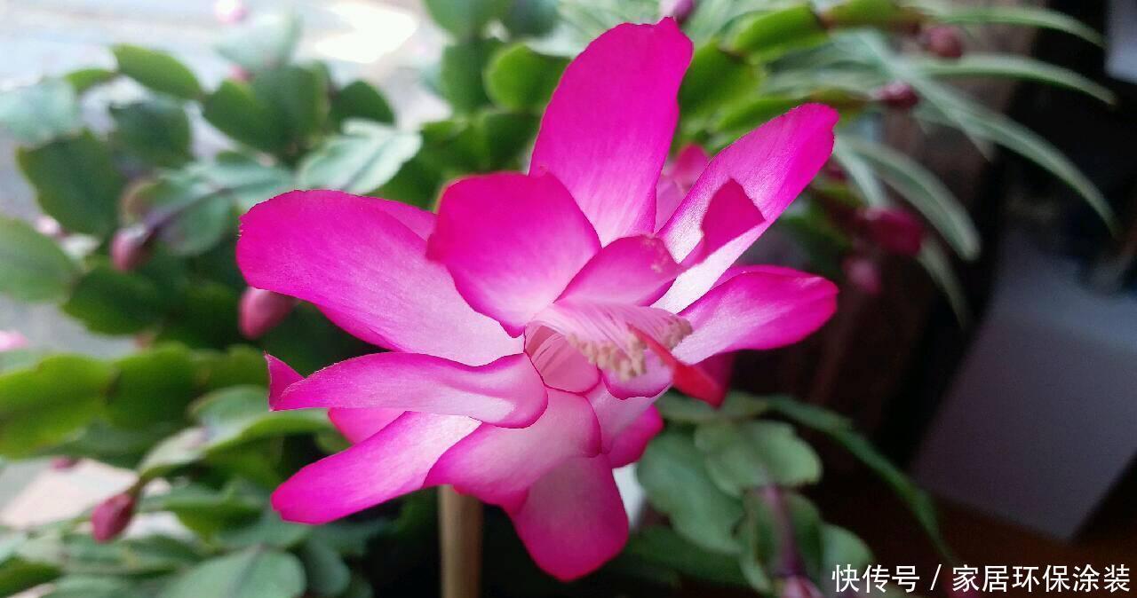 栽种|蟹爪兰侧芽多开花满盆,是因为加了这个,这是绝招