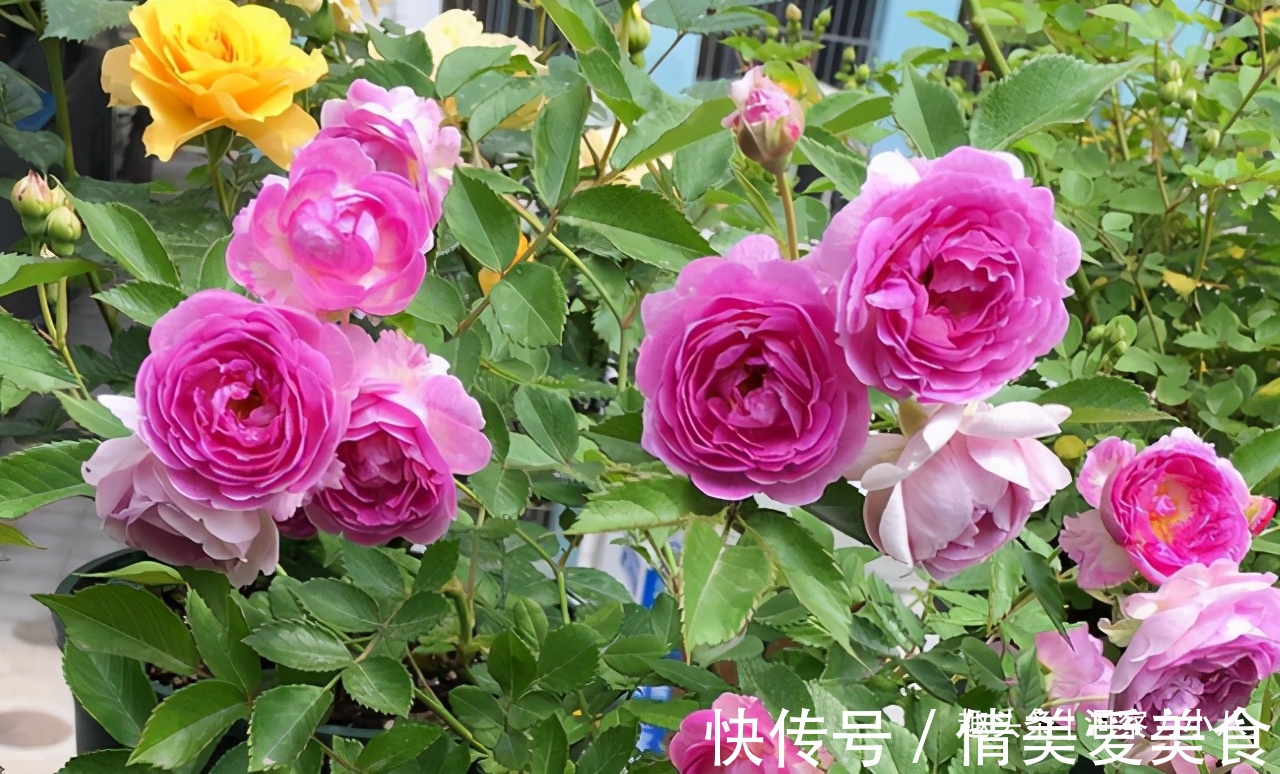 分化|被名字耽误的“三种花”,名字虽土颜值高,关键是高温夏季也勤花