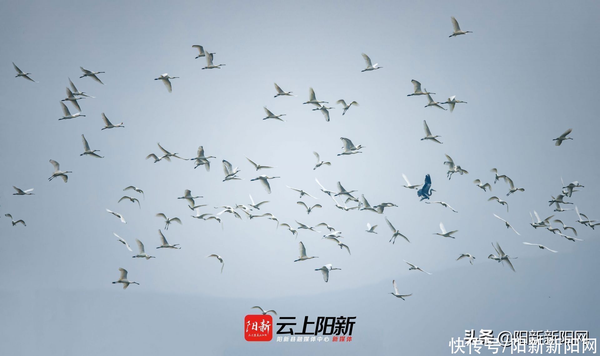 阳新荆头山惊现百雁齐鸣、万鹭同飞壮丽景观