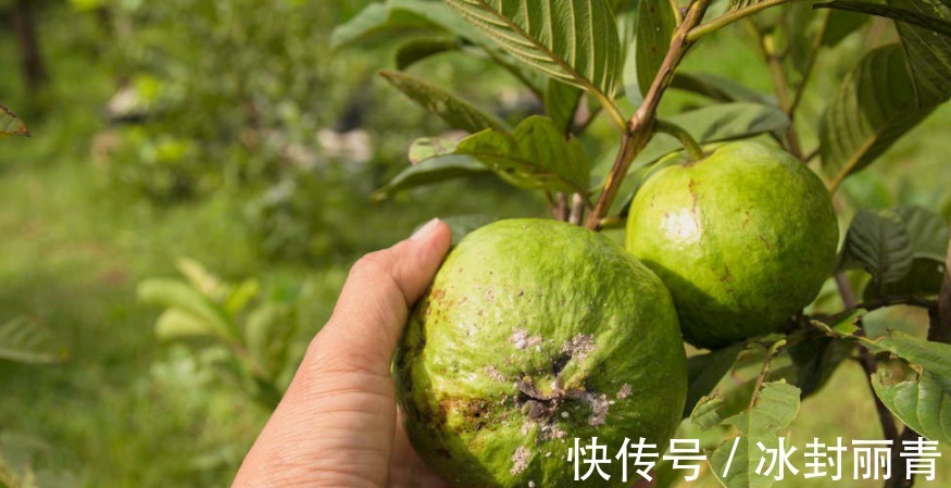 水果|癌症患者想要长寿,3种水果,每天吃一点,癌症对你也没辙