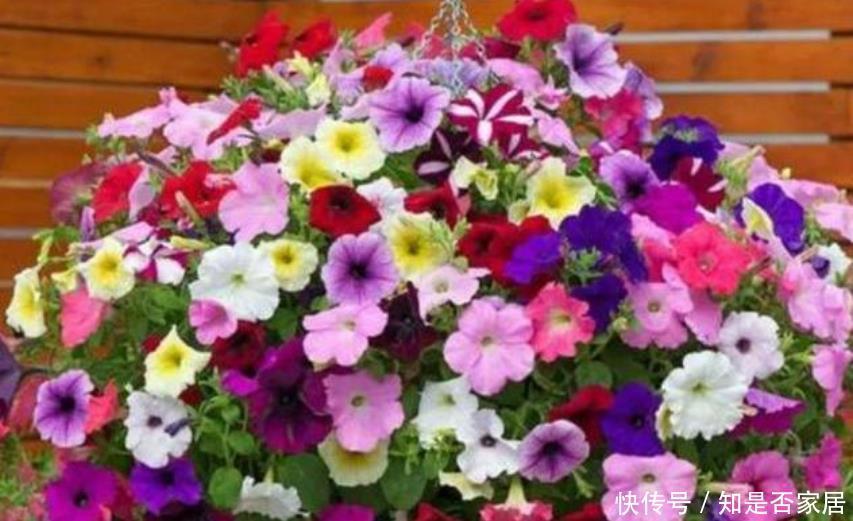 3种花开花量特别大,开完剪、剪完开,一开就是几百朵