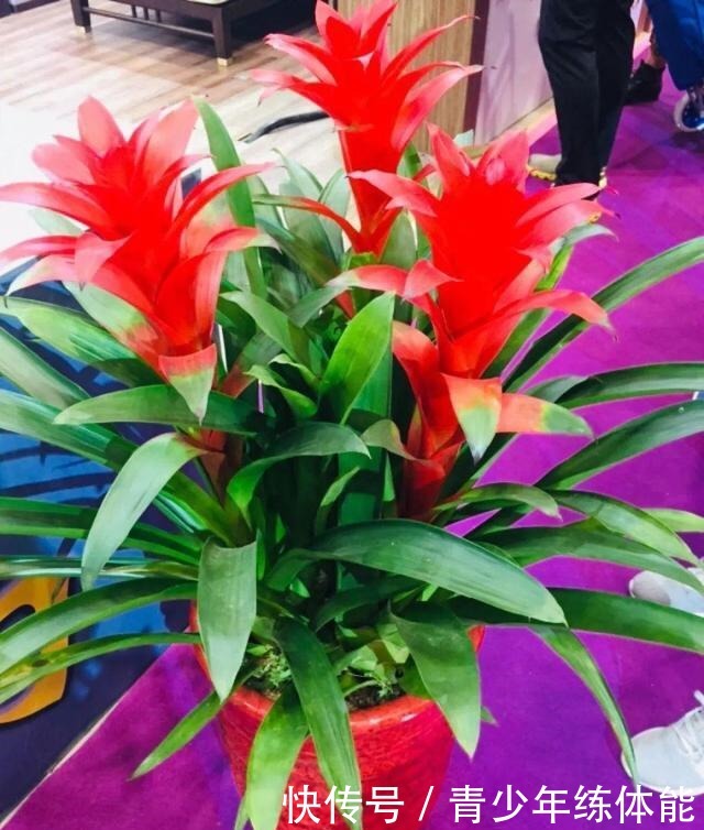 花市大捡漏,10种花现在买特合适,养一养就爆盆!