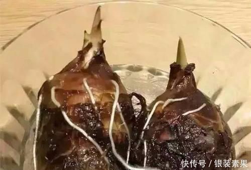 生根|一个芋头芽,埋在花盆里,10天长成大盆景,比龟背竹还漂亮