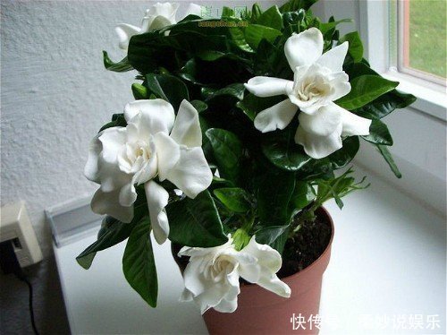 芳香|这5种花卉盆栽,美丽又好闻,花期长,花量大,给家里满屋馨香