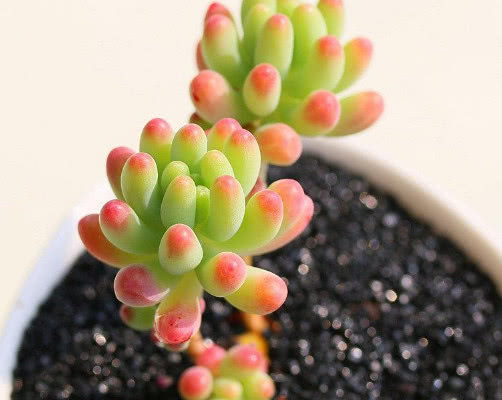 多肉果冻乙女心怎么养教你3个小妙招,果冻乙女心饱满又剔透