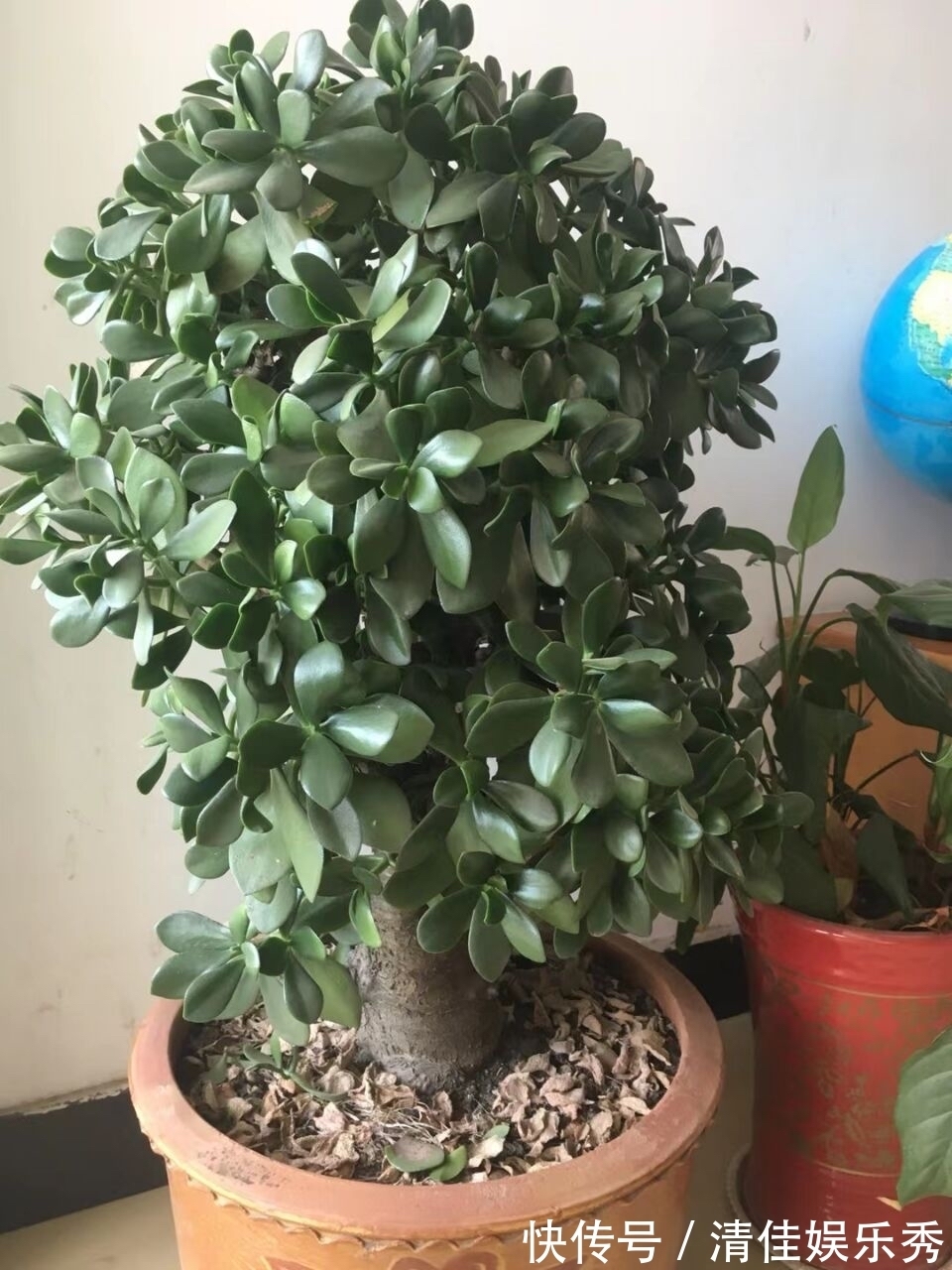 吉祥花|3种“老花树”,能活一百年,冬天不怕冷,开满“吉祥花”