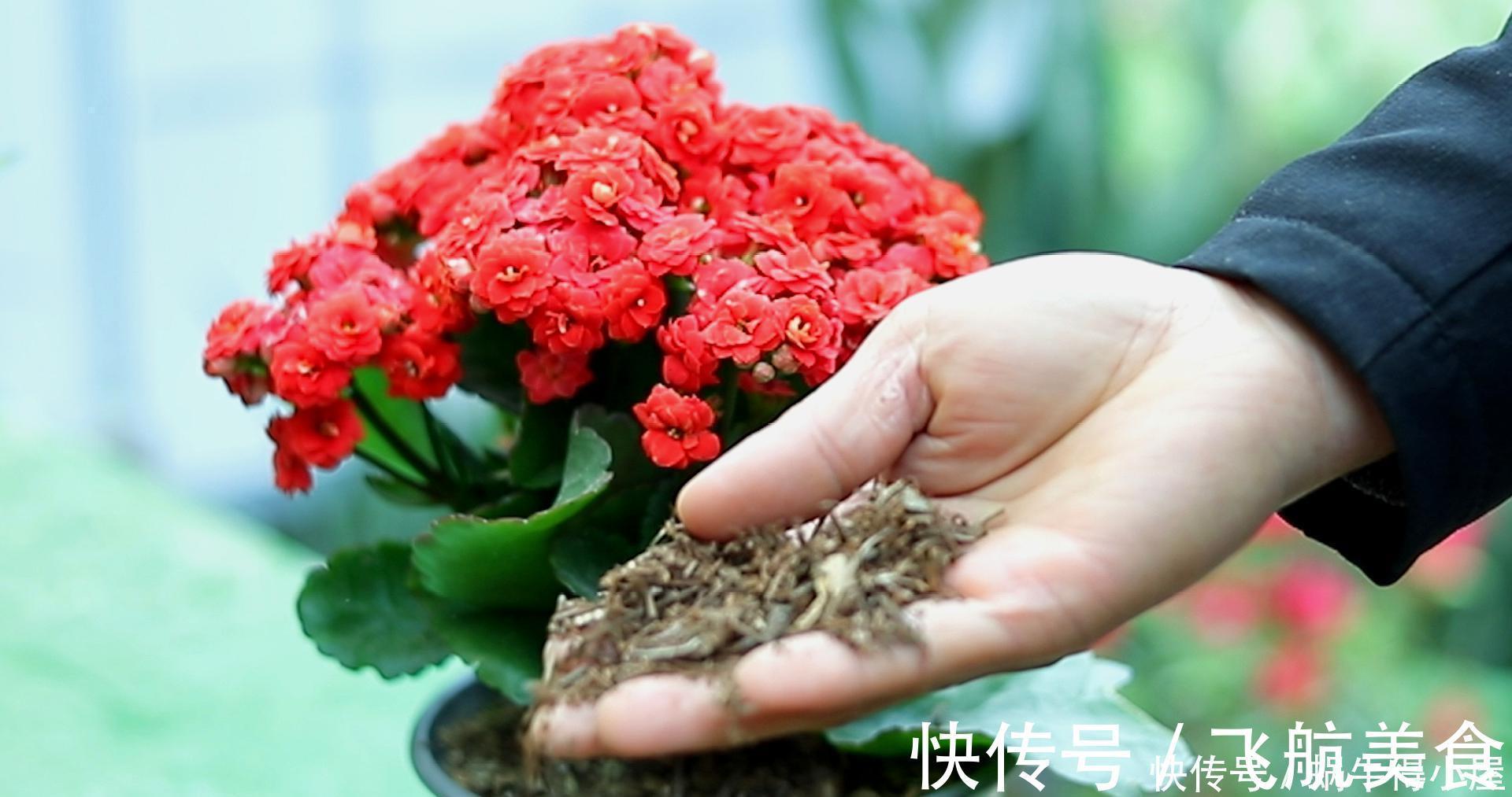 烂根|长寿花养不好？5个难题解决掉，养一盆爆一盆，不黑不烂，花更棒