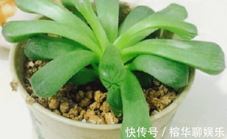 别人家和我家“多肉”对比图，能养得“丑”出境界的，真是辛苦了