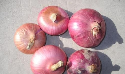 洋葱|洋葱,养花的“好帮手”,既能杀虫又能堆肥,还很便宜