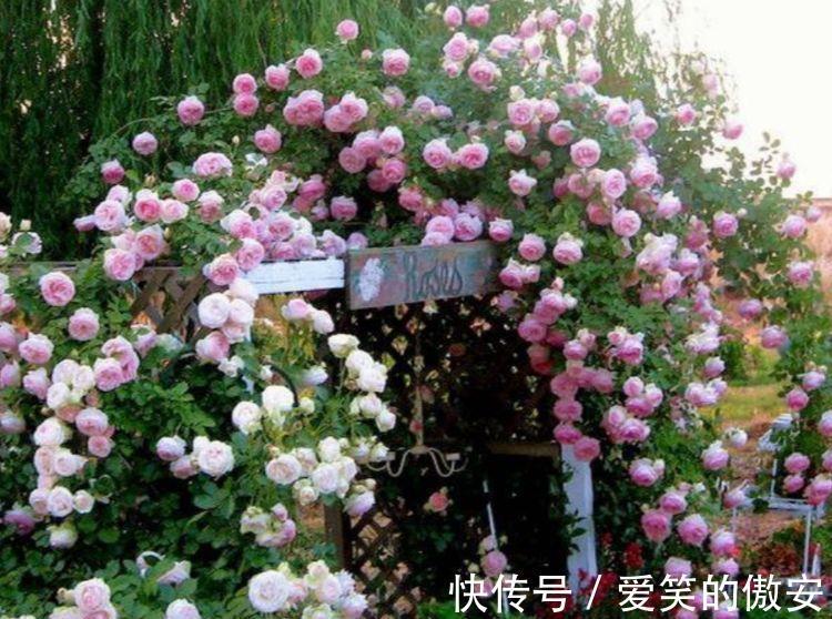 阳台|家里阳台必养此款花卉,一年四季开花不断,璀璨夺目超漂亮!