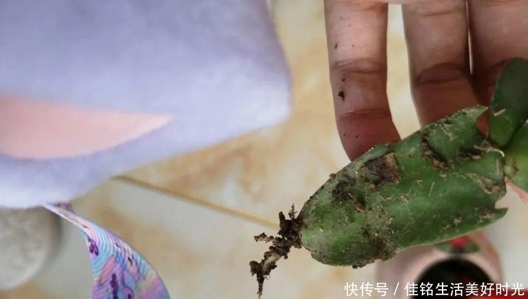 8种花夏天太容易死,现在赶紧扦插,死了也不心疼