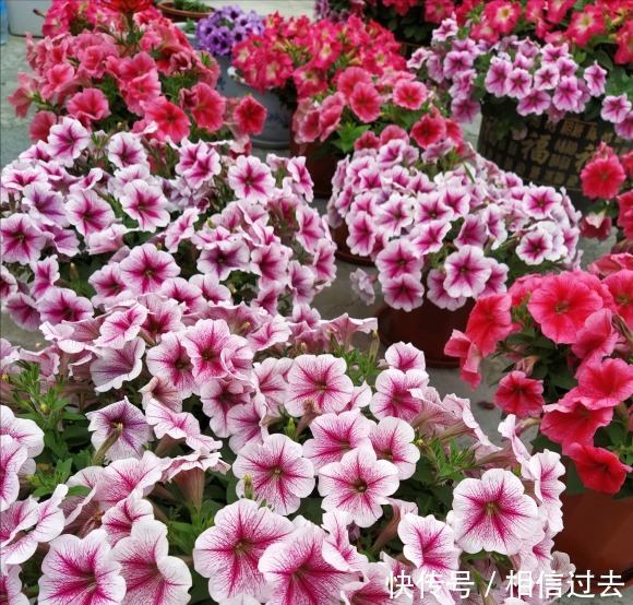 铁线莲|4种“漂亮花”,最好买小苗,2个月就开爆,比买大苗划算多啦