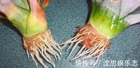 吃菠萝,叶子别扔,做个盆栽像“兰花”,开花就结大“菠萝”