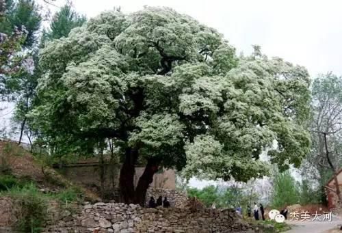 峨庄瀑布群风景区被取消A级称号！曾经的“北方九寨沟”怎么了？