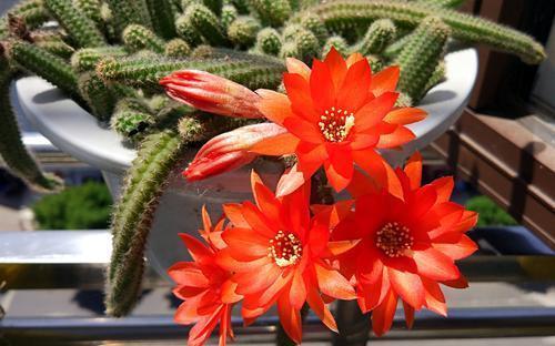 家里|家里养花选它,小盆种少浇水,容易长满盆,适合新手!