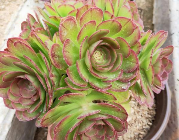 办公室养护多肉植物,学好3个养护要点,轻松把多肉养好!