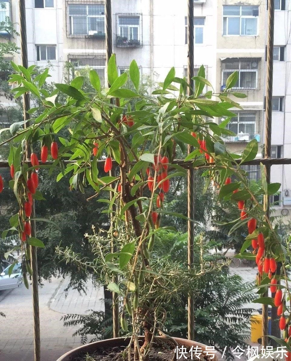 老中医最爱的8种花，一盆堪比小药箱，摘片叶子就能泡水喝！