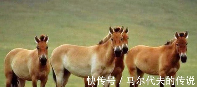 山海经$这一怪兽,被记载中国作品中,曾让外国人提心吊胆了好多年!