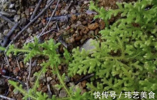 植株|小溪边,1种野草像“蜈蚣”,名称是“铺地蜈蚣”,甚是珍贵
