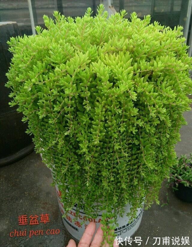 农村3种“野多肉”，见到挖2棵，肥嘟嘟做盆栽，省下“买肉钱”