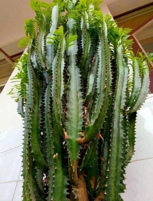 “龙骨”就要这样养，呼呼往上窜，长满“龙鳞”镇家宅