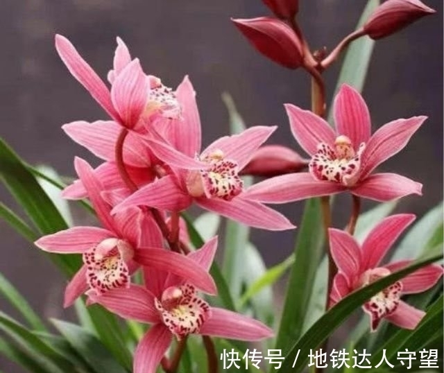 此款花卉，好养易爆盆，一开就美爆，美艳动人，人见人爱！